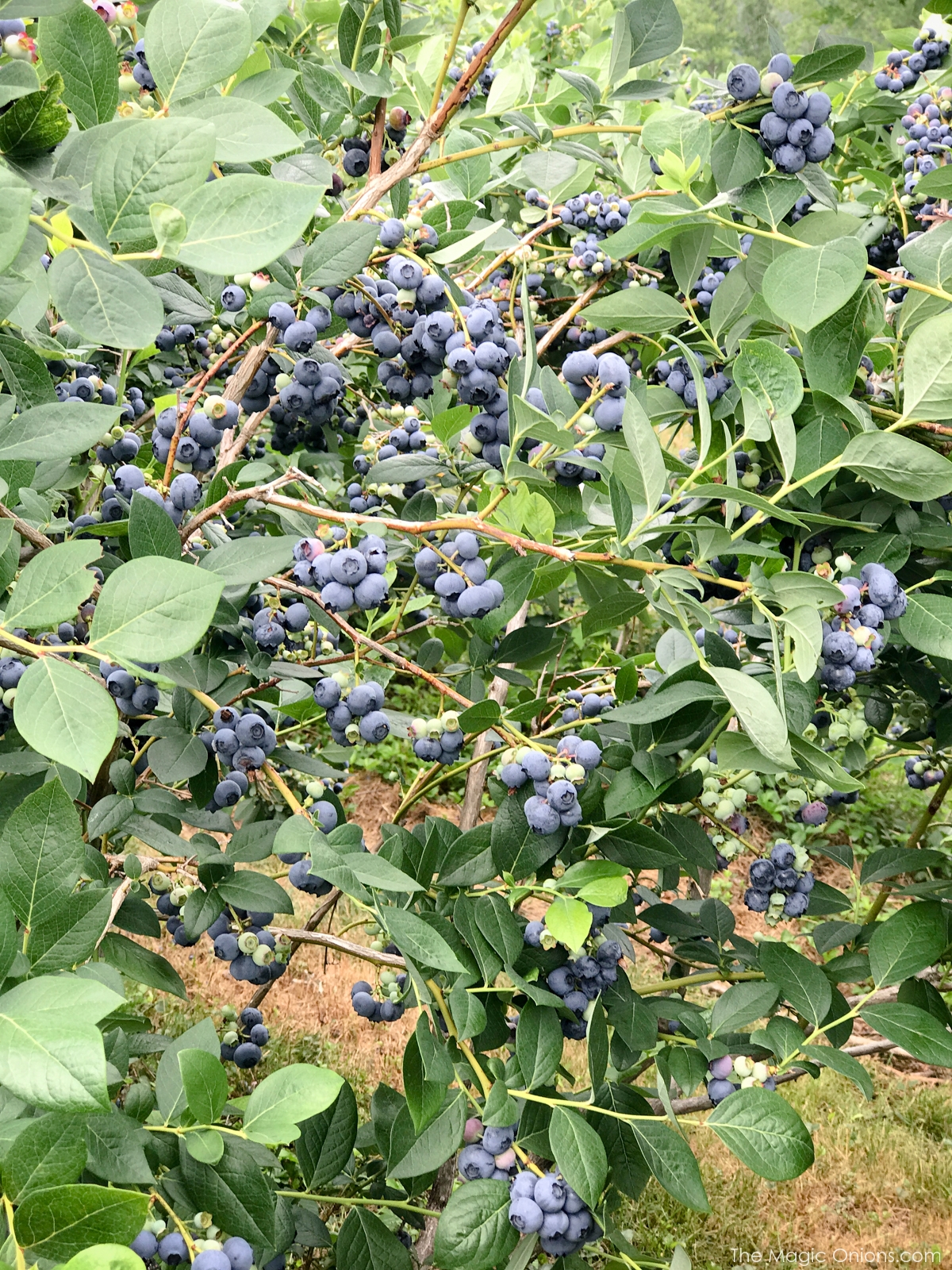 Picking Blueberries at Monadnock Berries, New Hampshire 4