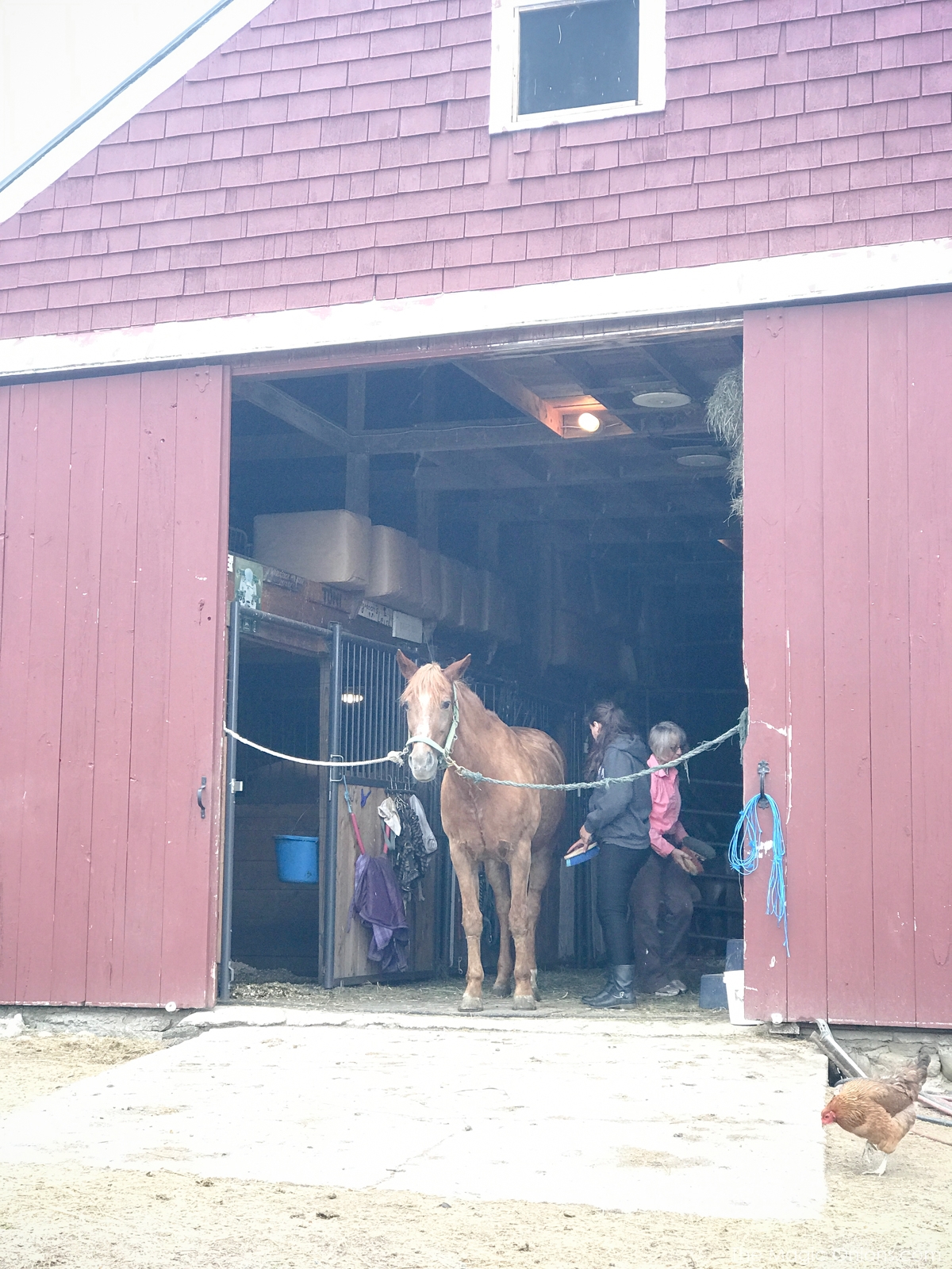 Photo of horse in barn