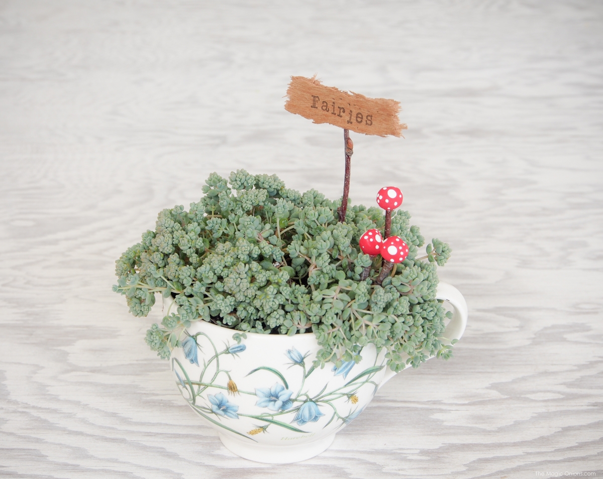 Miniature Toadstools in my Fairy Garden in a Teacup :: DIY Tutorial :: www.theMagicOnions.com