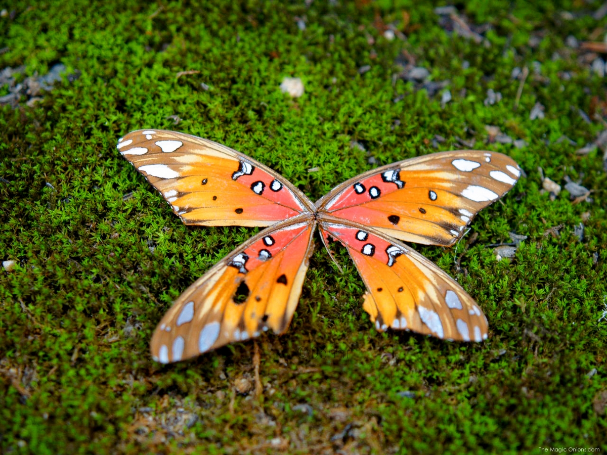 Fairyland Butterfly Wing :: www.theMagicOnions.com
