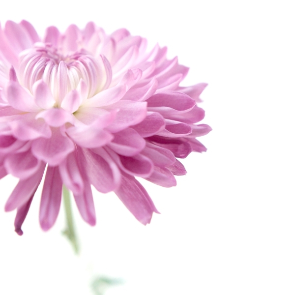 beautififul photo of a pink dalia flower