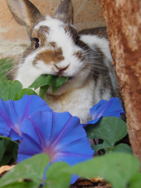 photo of a bunny eating morning glory