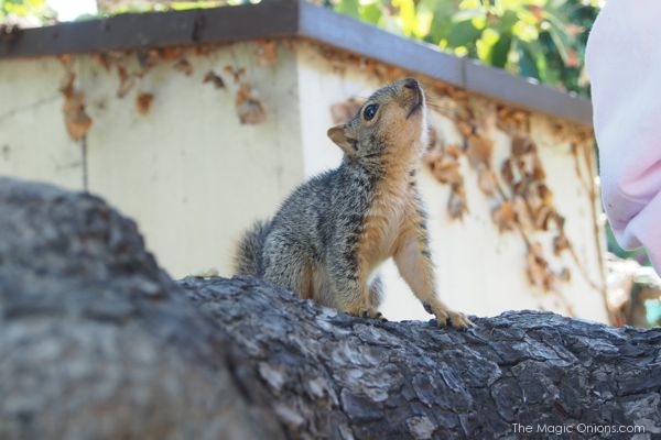 Teaching a Baby Squirrel to Climb : The Magic Onions Blog