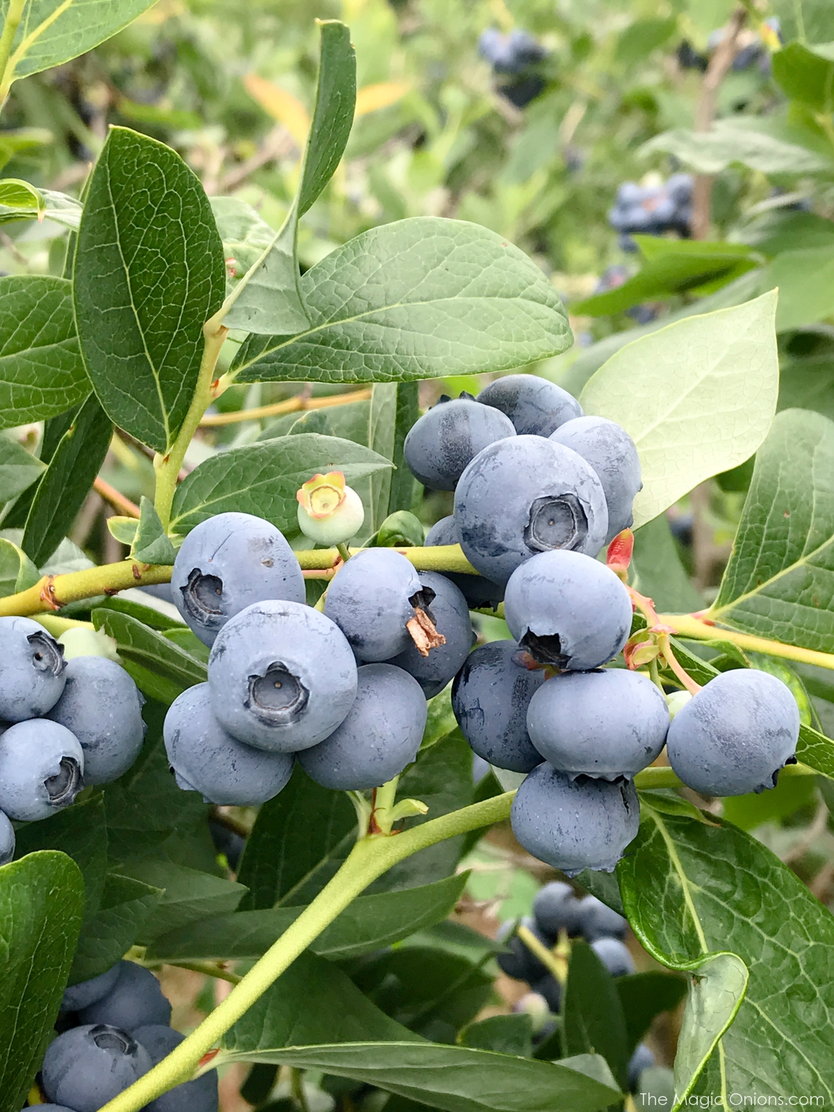 Picking Blueberries at Monadnock Berries, New Hampshire 5