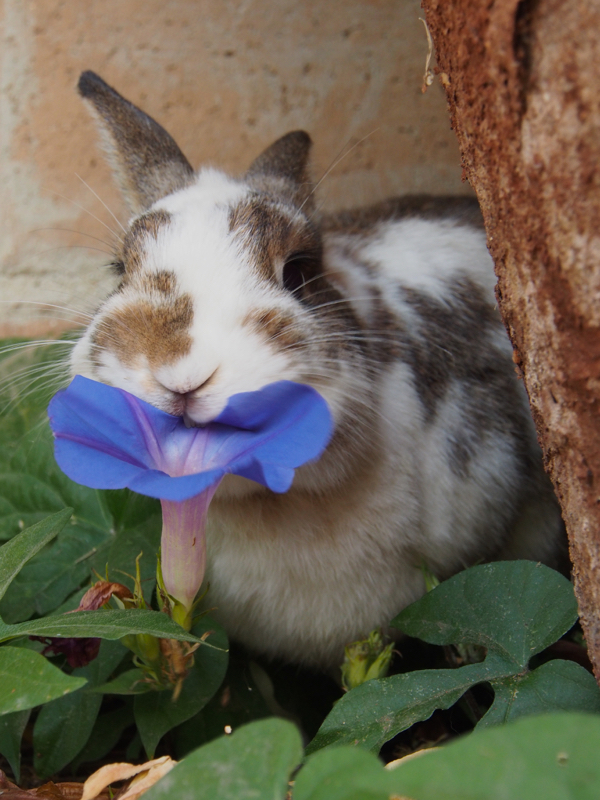 photo of a bunny eating morning glory