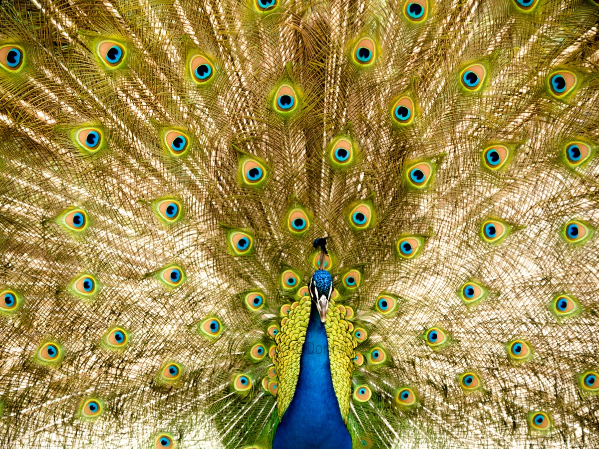 Beautiful Peacock Photo :: The Magic Onions :: www.theMagicOnions.com