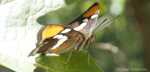 photo of a Southern California Butterfly