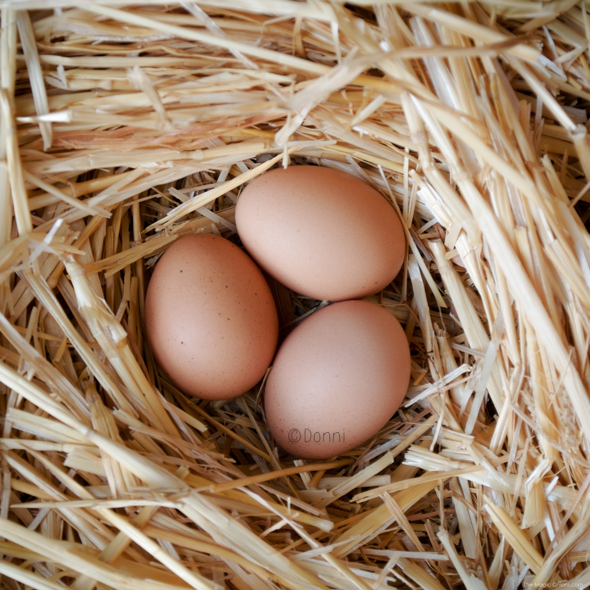 Photo of chicken eggs :: www.theMagicOnions.com