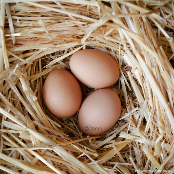 Photo of chicken eggs :: www.theMagicOnions.com