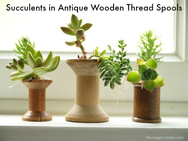 Succulents Planted in Antique Wood Thread Spools : The Magic Onions.com