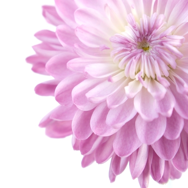 beautififul photo of a violet dalia flower