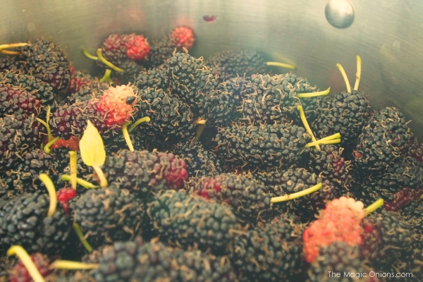 photo of a pot of mulberry jam