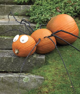 Halloween Pumpkin Spider : www.theMagicOnions.com
