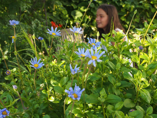 photo of blue daisies