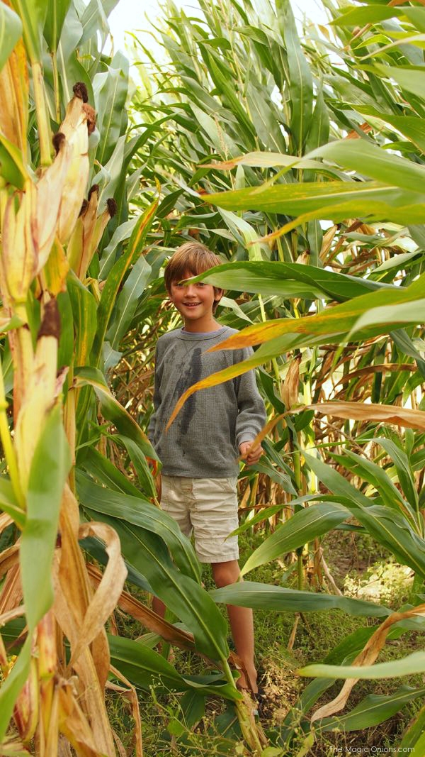 Photo of an Organic Corn Field : www.theMagicOnions.com