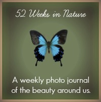 52 Weeks in Nature : www.theMagicOnions.com