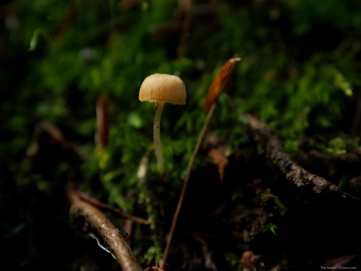 Mushrom Photo, Keene, New Hampshire, on The Magic Onions Blog