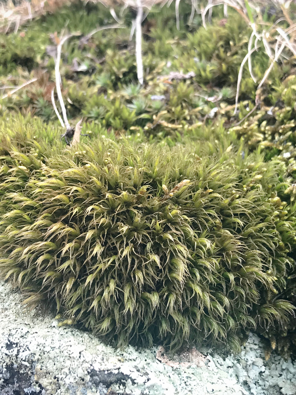 Magical Moss - Winter's Ending in New Hampshire - from The Magic Onions