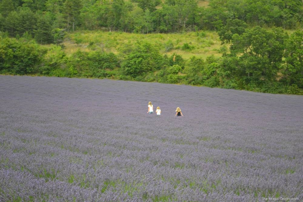rsz_lavender_fields