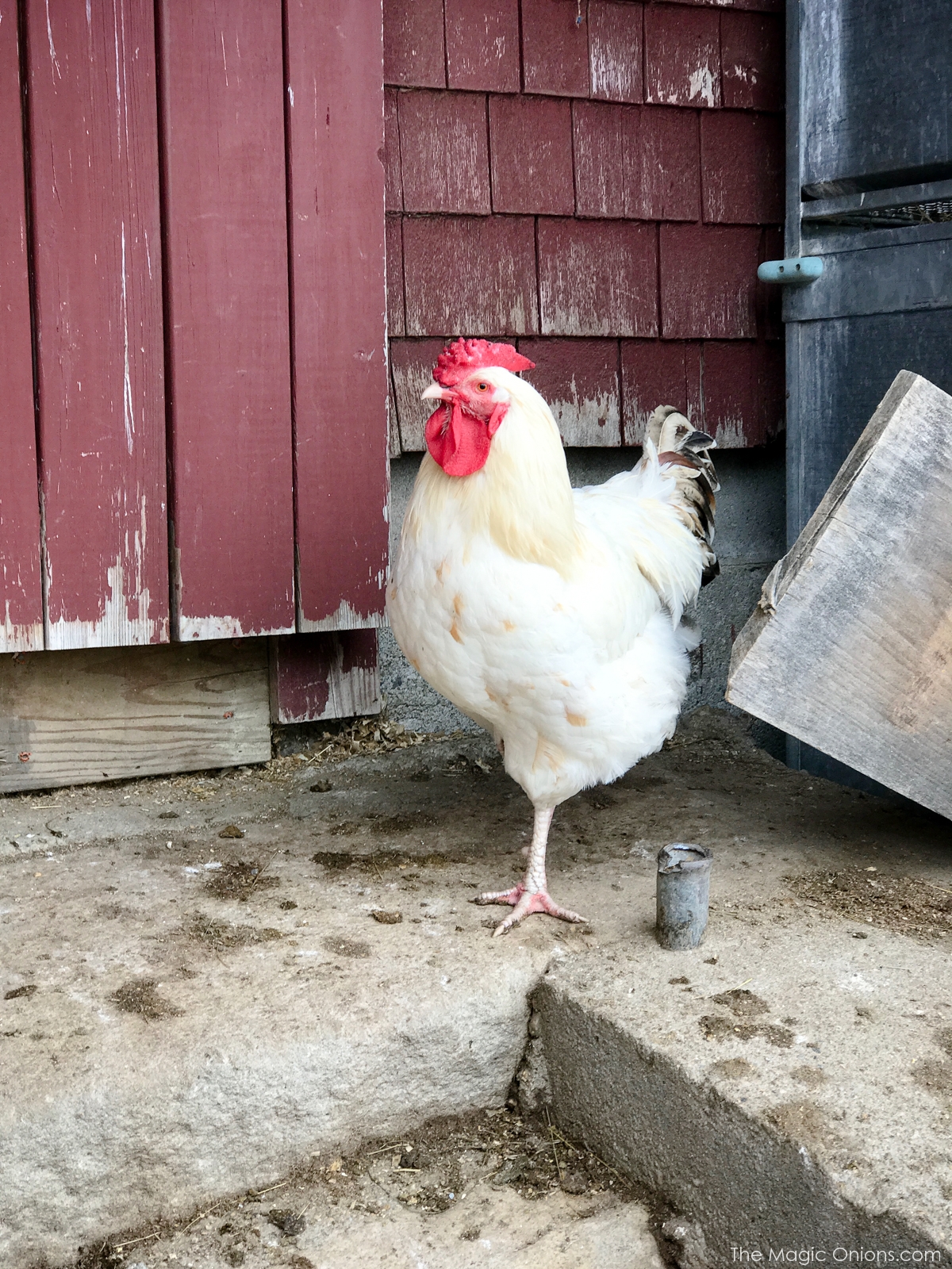 Photo of rooster
