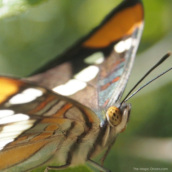 photo of a Southern California Butterfly