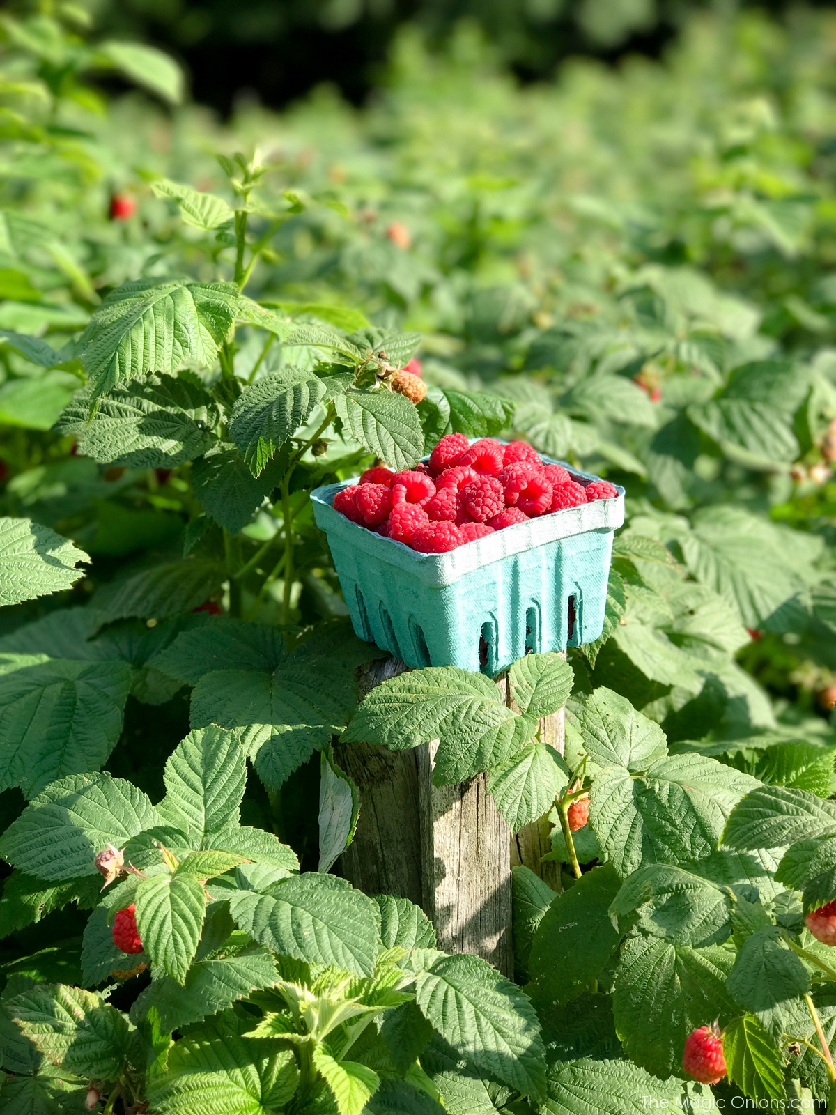 Photo of fresh PYO raspberries