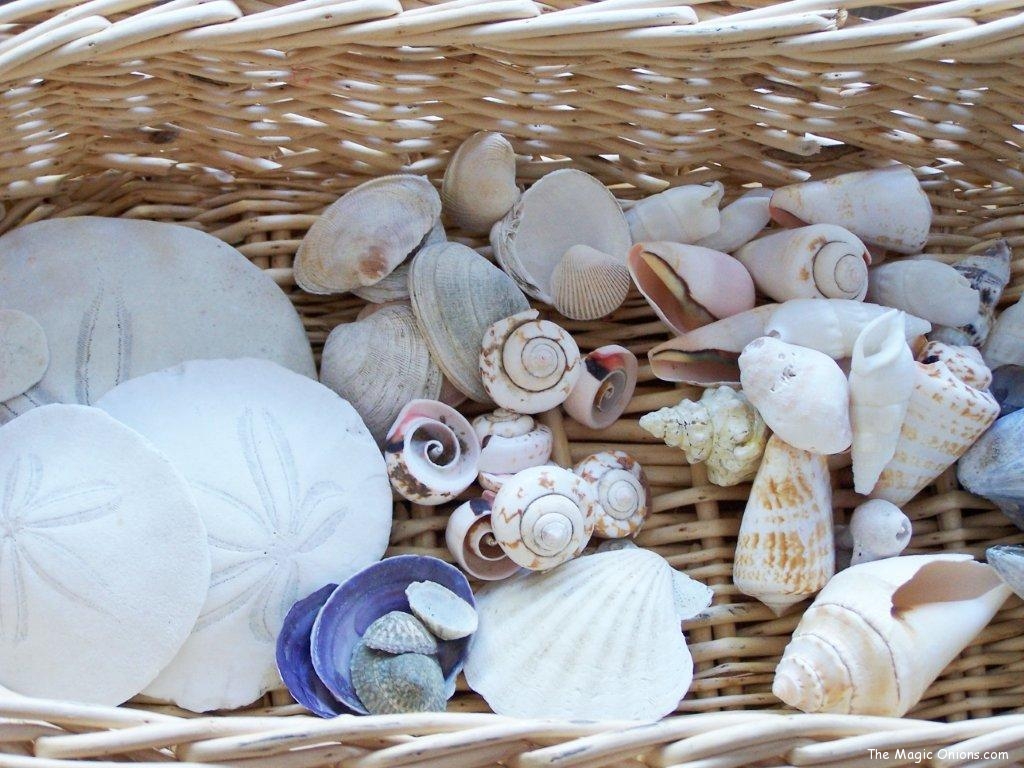 Crafting with Natural Materials - Shells- Discovering Waldorf :: www.theMagic Onions.com