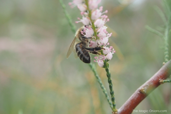 Honey Bees : The Magic Onions Blog