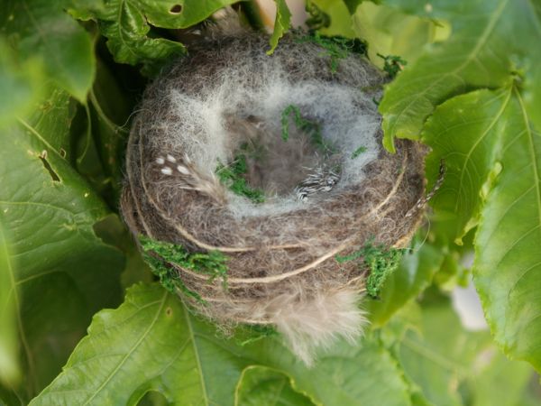 Needle Felting Tutorial : Wool and Moss Hummingbird Nest : www.theMagicOnions.com