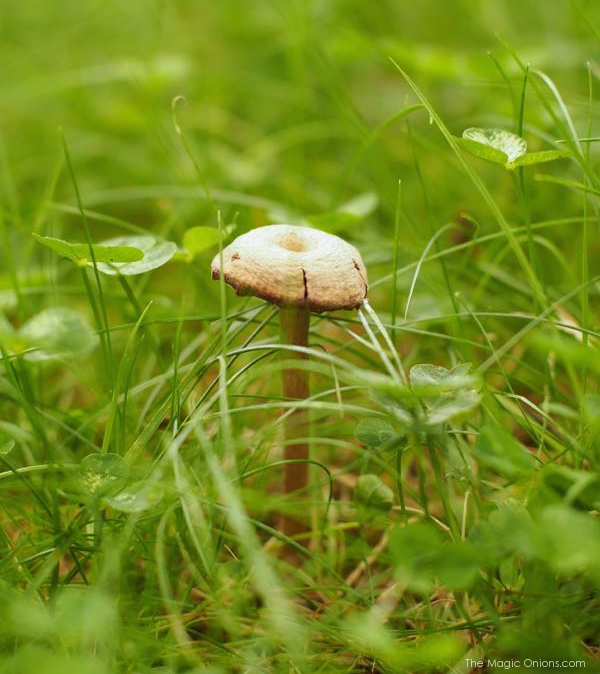 Photo of a Mushroom : www.theMagicOnions.com