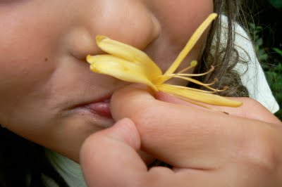 Drinking Delicious Honeysuckle Nectar
