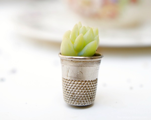 Miniature Pot Plant for your Fairy Garden : The Magic Onions : www.theMagicOnions.com