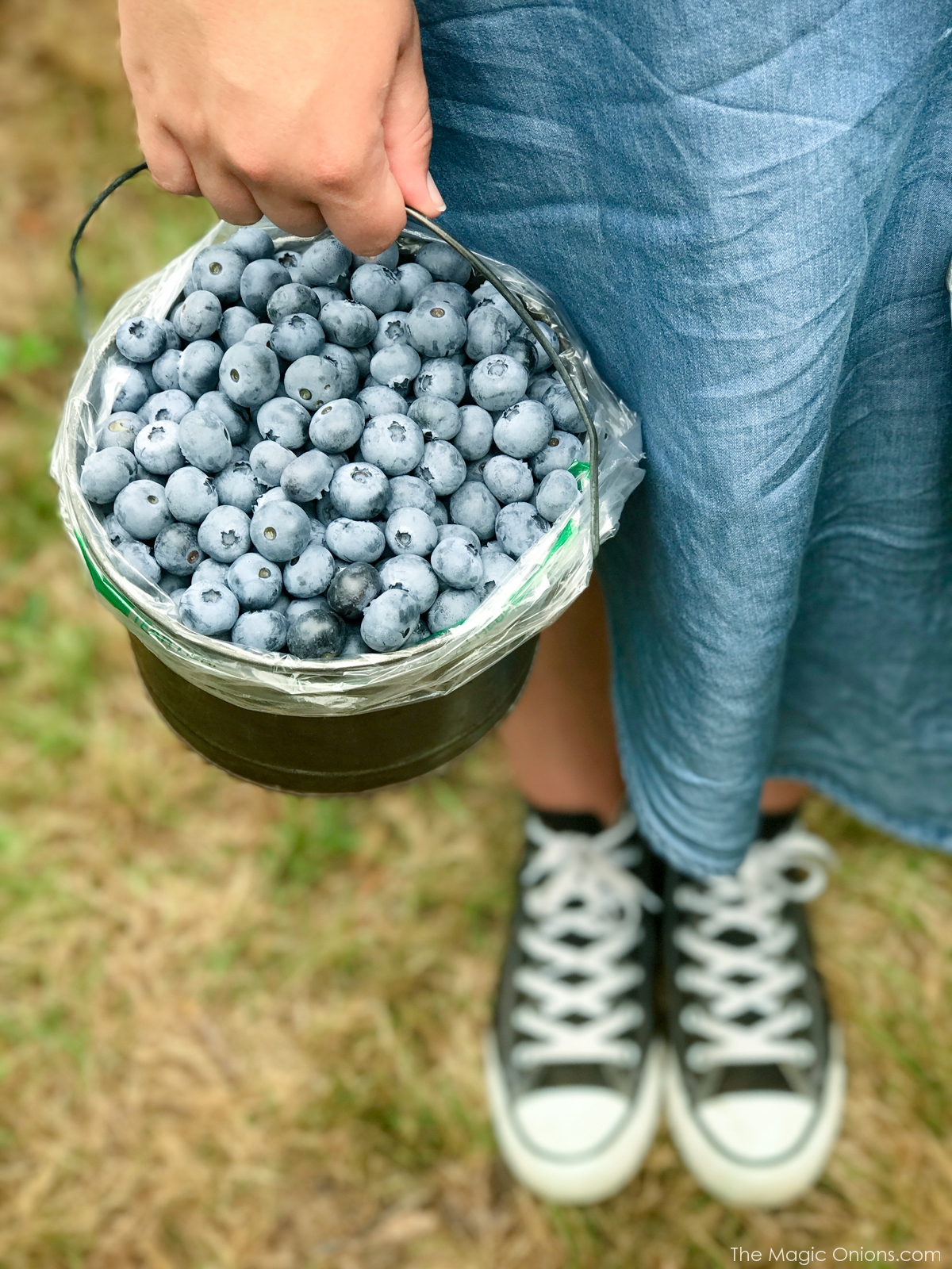 Picking Blueberries at Monadnock Berries, New Hampshire 7