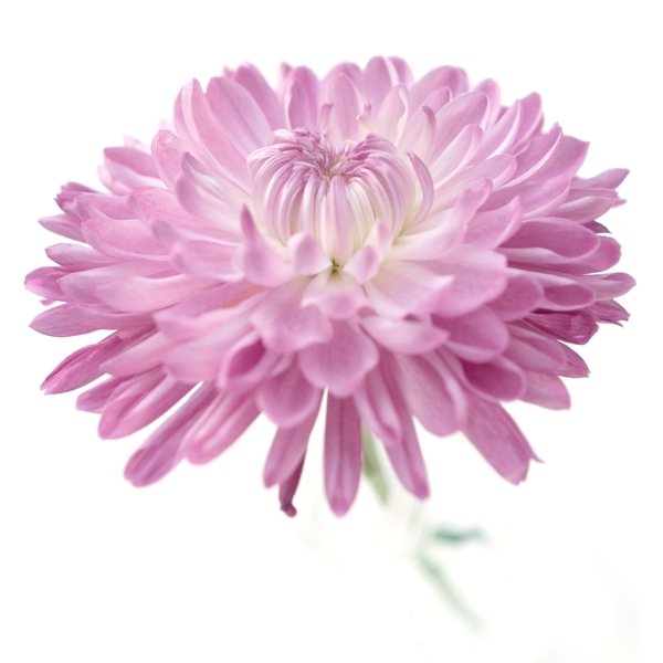 beautififul photo of a pink dalia flower