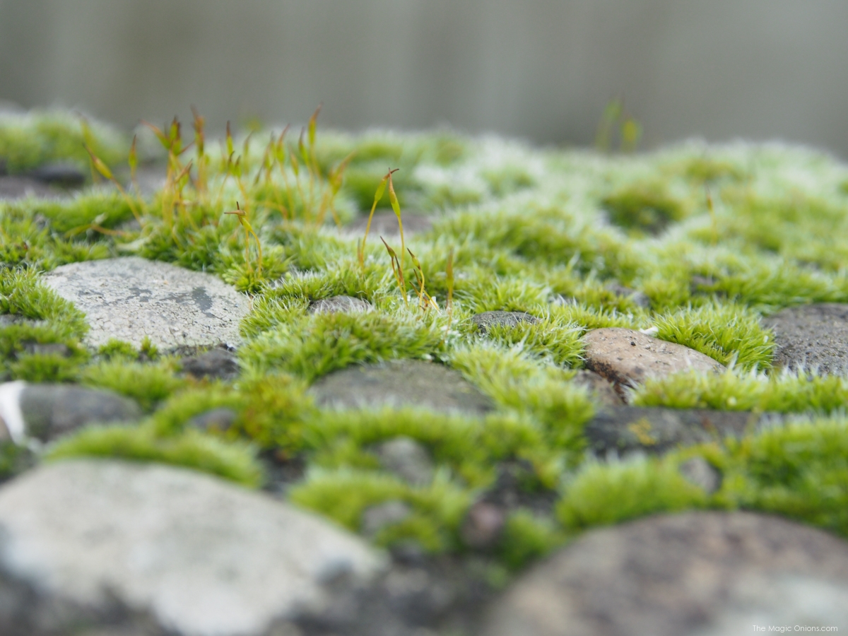Close up of Moss :: Nature Photos -- www.theMagicOnions.com 